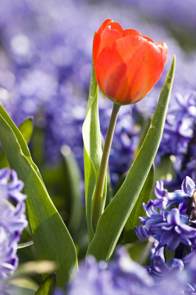 Detail of Red Tulip in field of blue Hyacinths in North Holland Province by Corbis