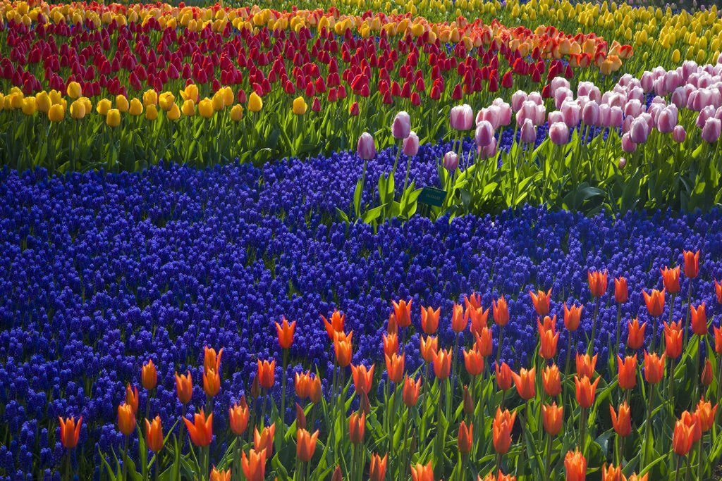 Detail of Tulips and grape hyacinth in Keukenhof Gardens by Anonymous