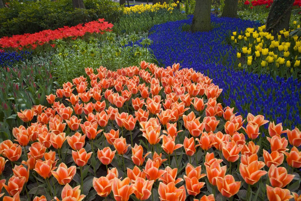 Detail of Mass plantings of tulips in Keukenhof Gardens by Anonymous