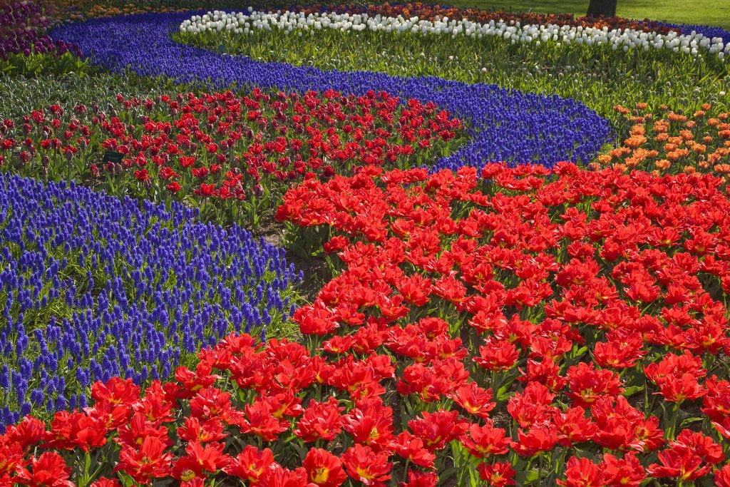 Detail of Tulips and hyacinth in Keukenhof Gardens by Anonymous