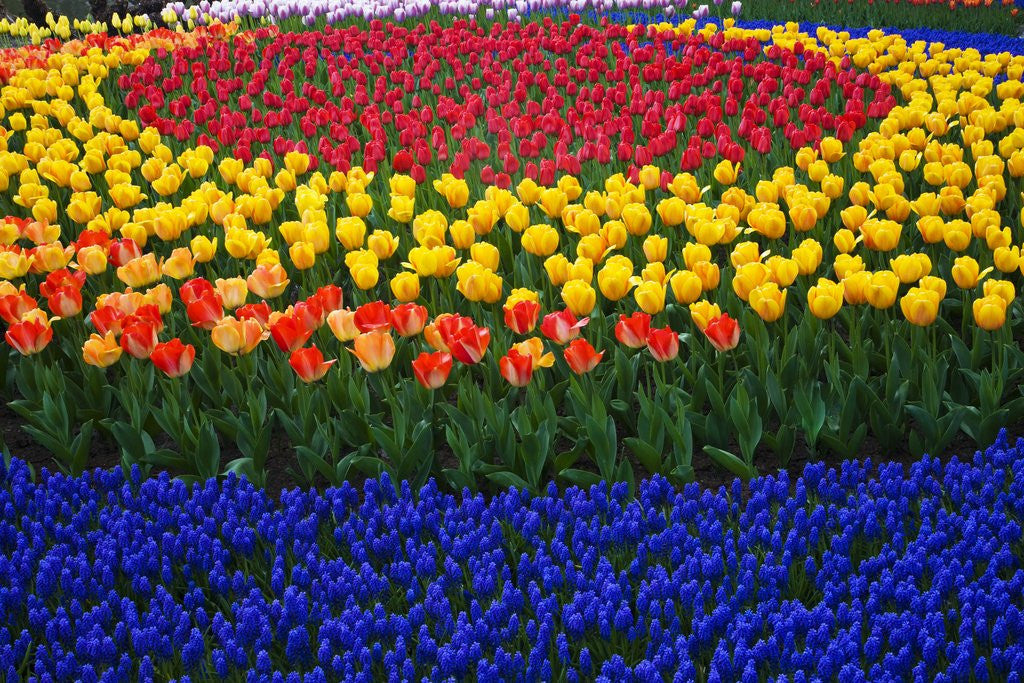 Detail of Tulips and grape hyacinth in Keukenhof Gardens by Anonymous