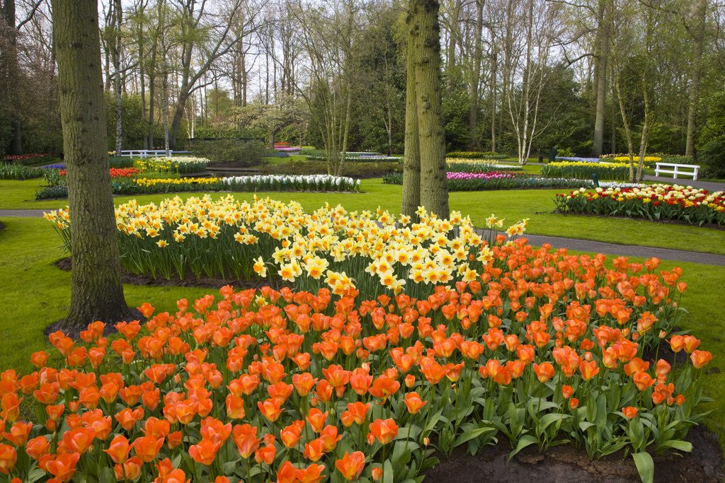 Detail of Tulips in Keukenhof Gardens by Anonymous