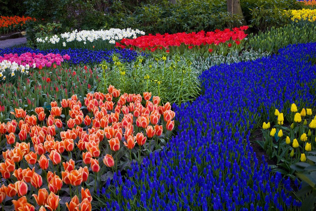 Detail of Tulips and grape hyacinth in Keukenhof Gardens by Anonymous