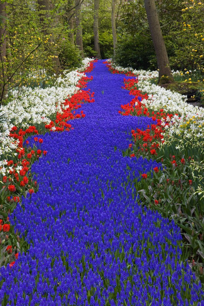 Detail of River of blue grape hyacinths bordered by red tulips in Keukenhof Gardens by Anonymous