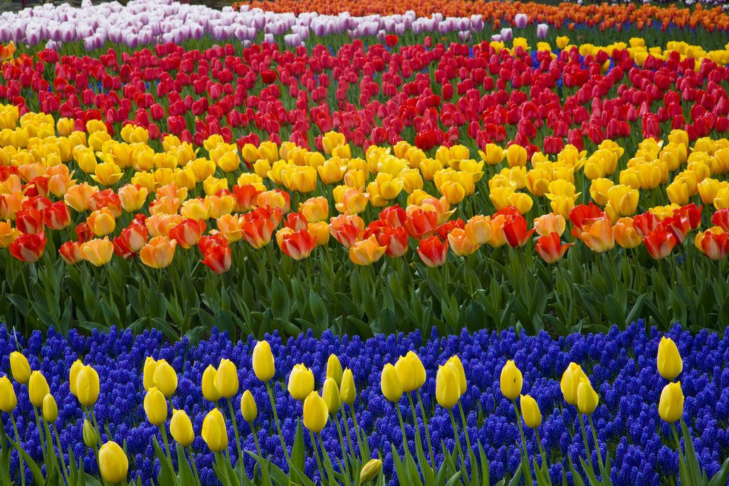 Detail of Mass plantings of tulips in Keukenhof Gardens by Anonymous
