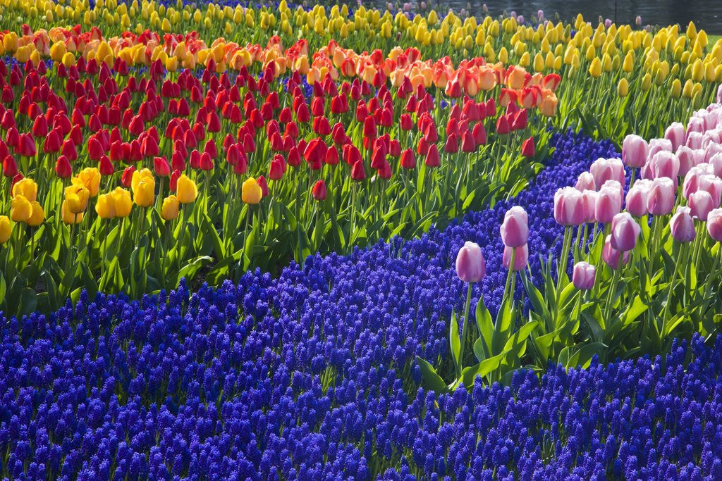 Detail of Tulips and grape hyacinth in Keukenhof Gardens by Anonymous