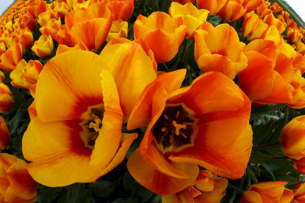 Detail of Orange tulip fields in North Holland in the Netherlands by Anonymous