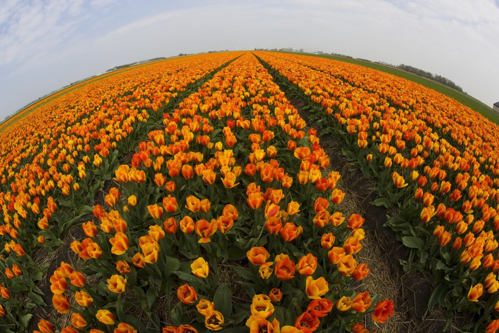 Detail of Orange tulip fields in North Holland in the Netherlands by Anonymous