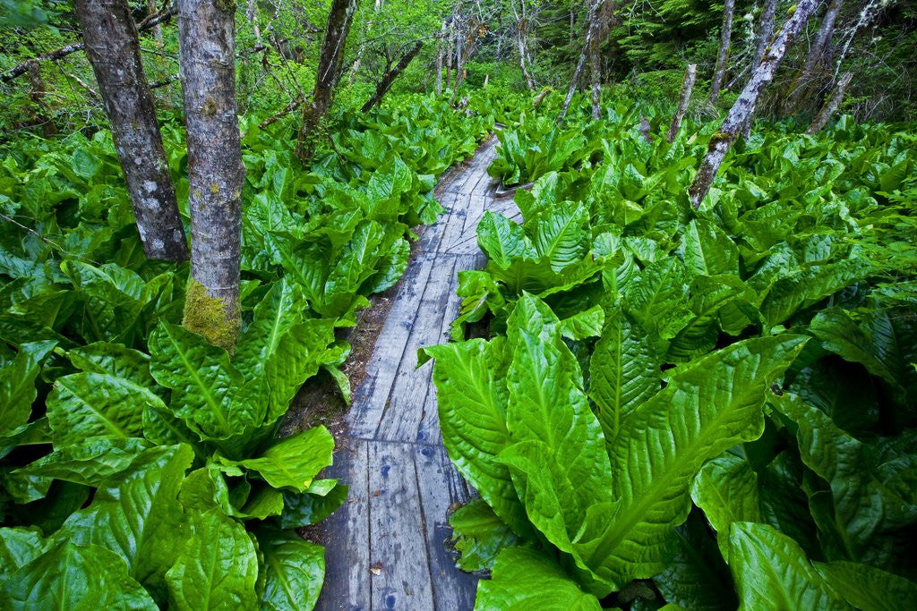 Detail of Skunk cabbage along wooden trail on the Oregon Coast near Coos Bay by Anonymous