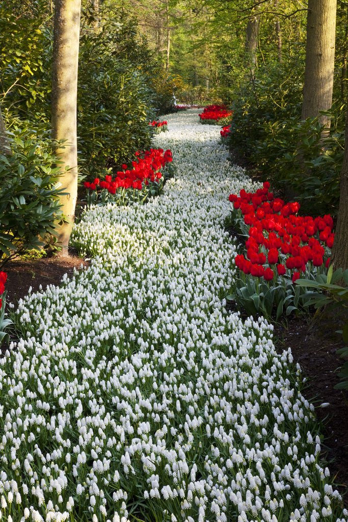 Detail of Strip of white grape hyacinths edged with red tulips in Keukenhof Gardens by Anonymous