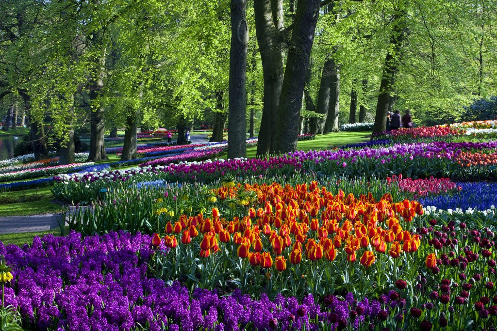 Detail of Tulips and hyacinth in Keukenhof Gardens by Anonymous