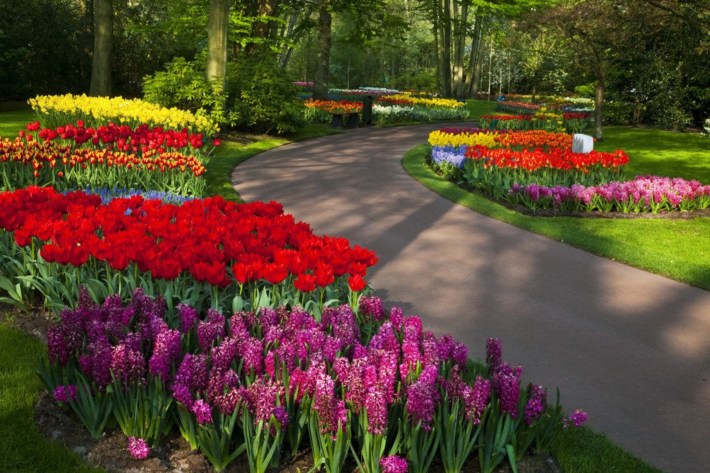 Detail of Walkway among tulips and hyacinth in Keukenhof Gardens by Anonymous