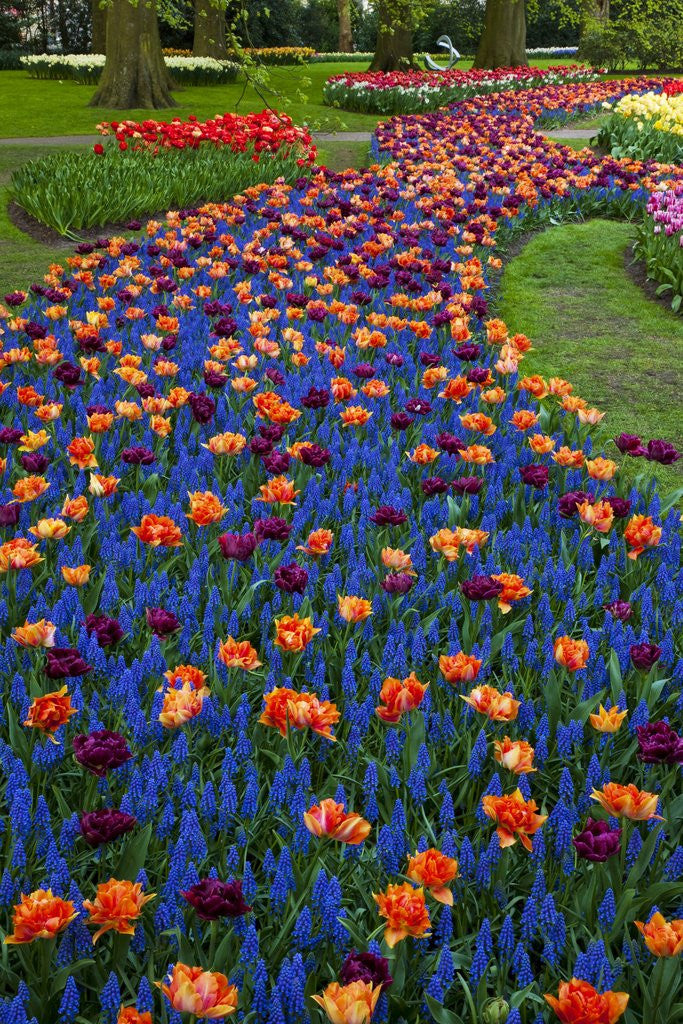 Detail of Tulips and grape hyacinth in Keukenhof Gardens by Anonymous