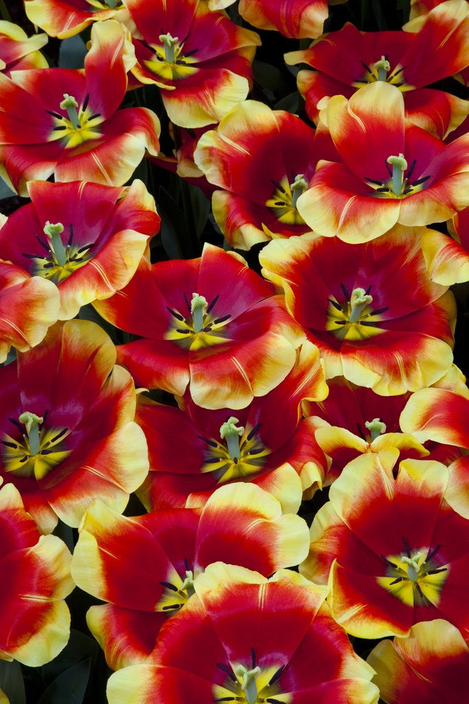 Detail of Tulips in Keukenhof Gardens by Anonymous