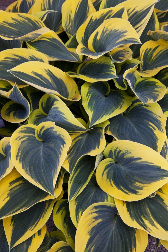 Detail of Hosta display in Keukenhof Gardens by Anonymous