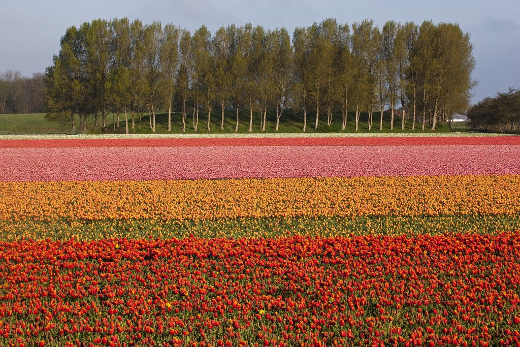 Detail of Tulip fields in springtime near Keukenhof Gardens by Anonymous