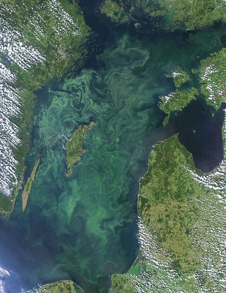 Detail of Algae Bloom in the Baltic Sea by Anonymous