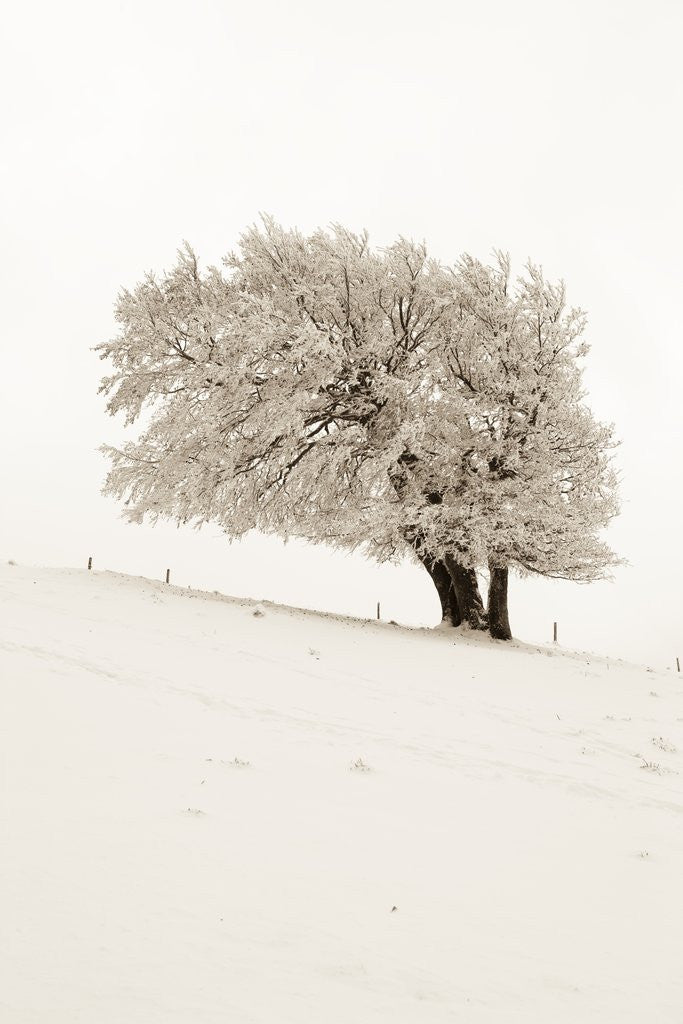 Detail of Hoar frost on beech trees in the Black Forest in winter by Anonymous