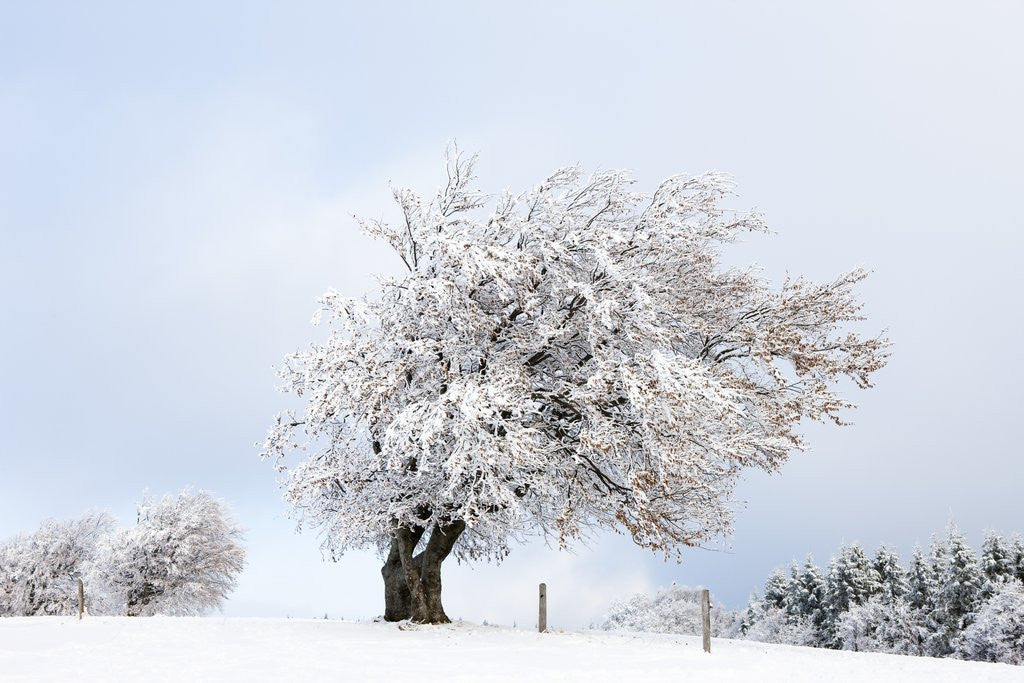 Detail of Hoar frost on beech trees in the Black Forest by Anonymous