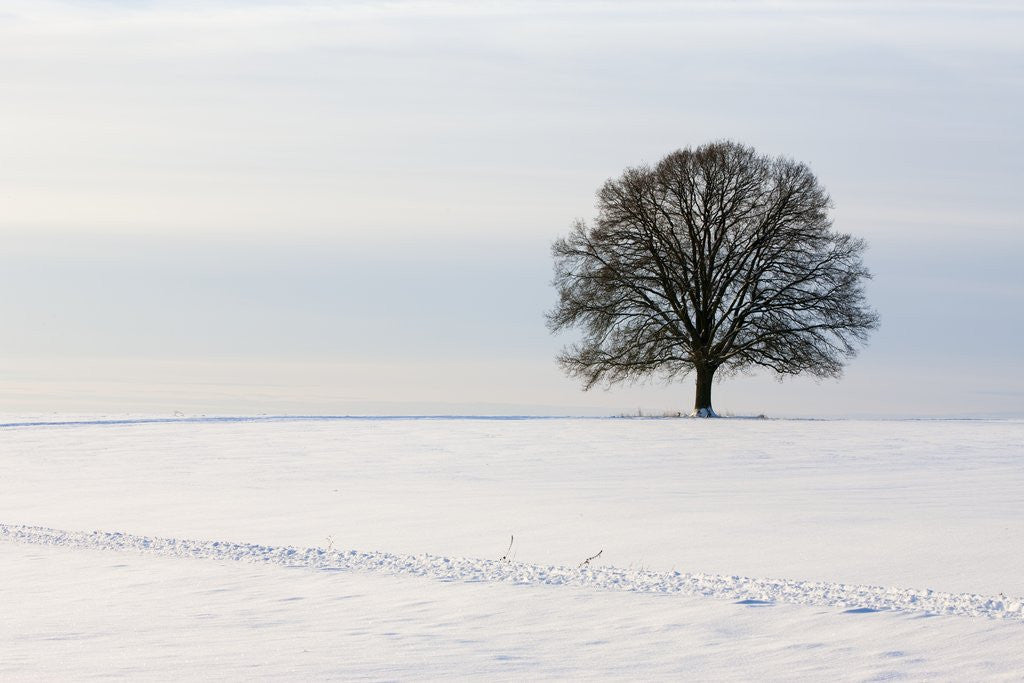 Detail of Old oak tree on a field in winter by Corbis