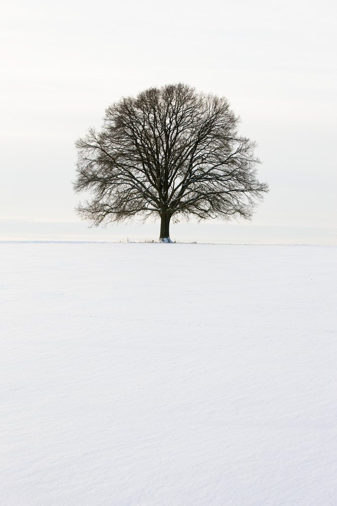 Detail of Old oak tree on a field in winter by Anonymous
