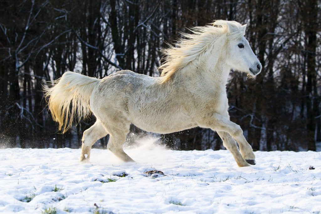 Detail of Elderly Welsh-Arab pony running on snow covered meadow by Anonymous