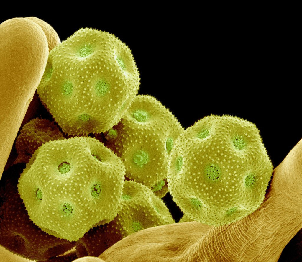 Detail of Chickweed Pollen by Corbis