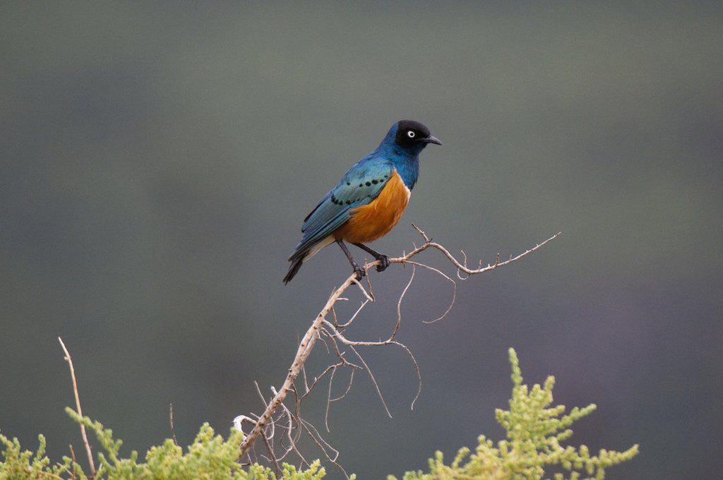 Detail of Superb Starling by Anonymous