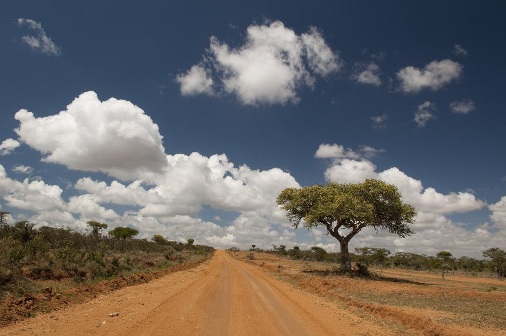 Detail of Empty road in Laikipia, Kenya. by Anonymous