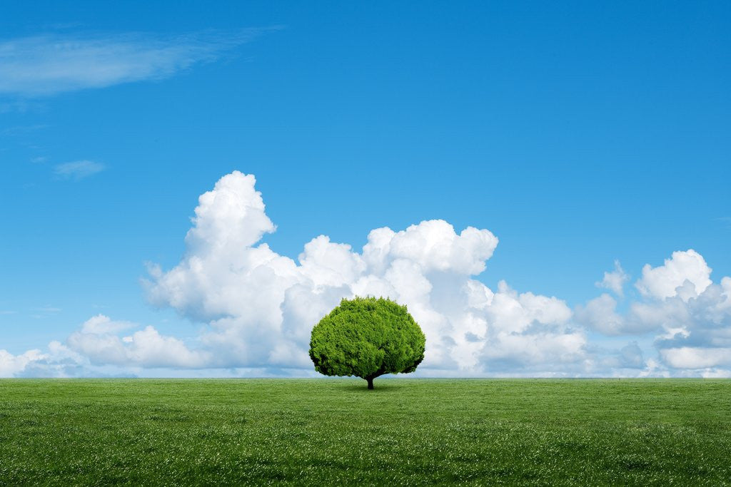 Detail of Lone tree in grassland by Anonymous