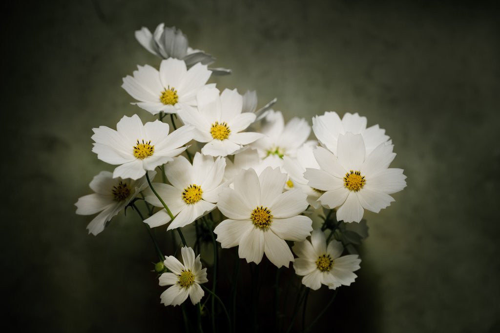 Detail of Close-up of a cosmos by Anonymous