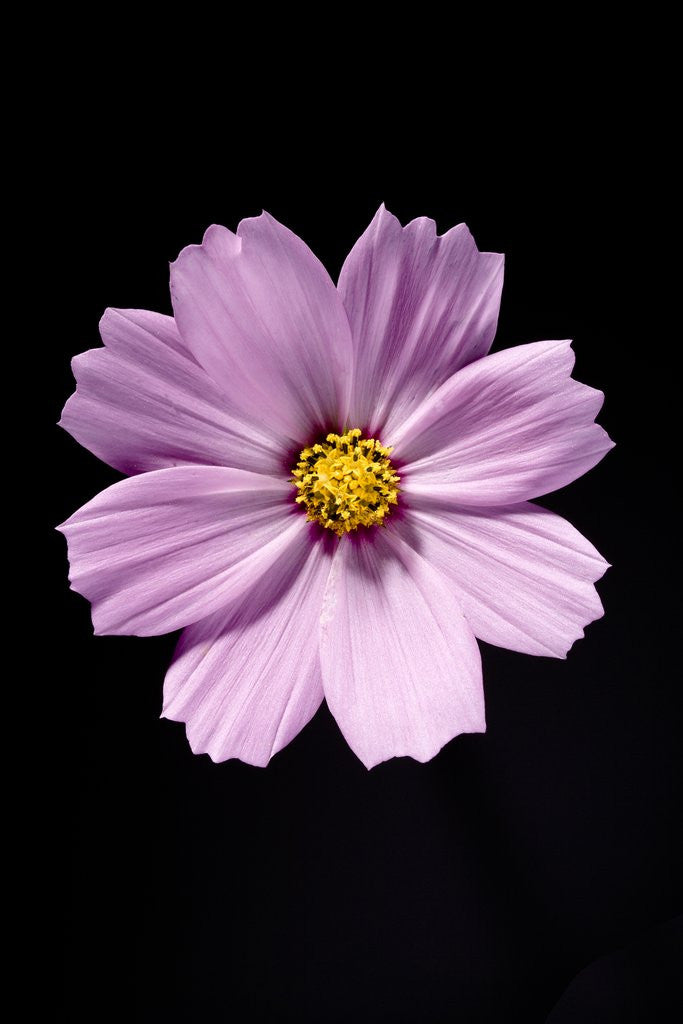 Detail of Close-up of a cosmos by Anonymous