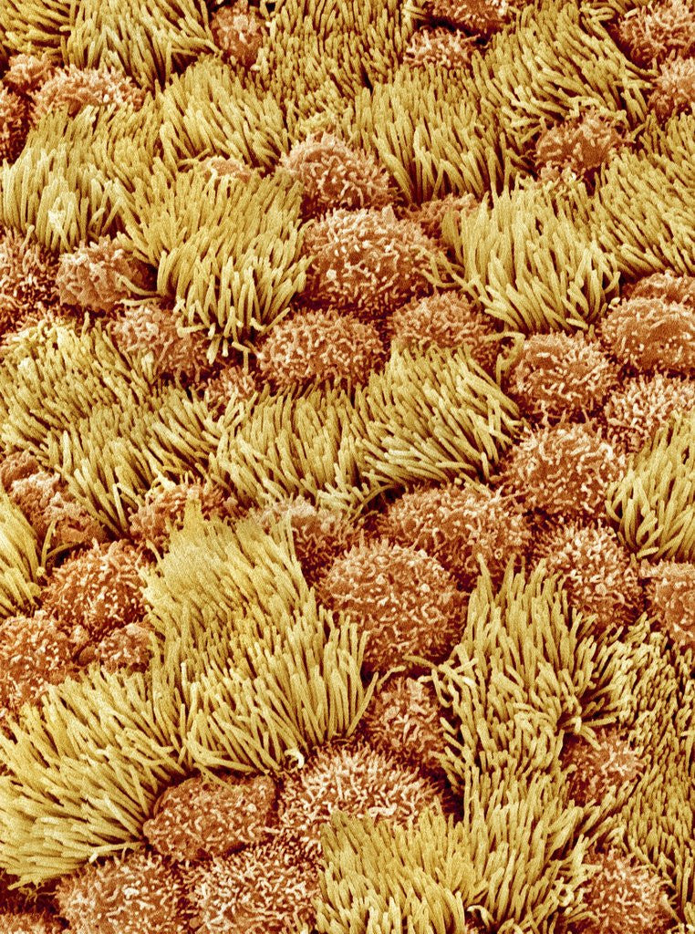 Detail of Cilia and mucous cells of oviduct (rat) by Anonymous