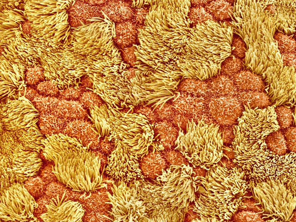 Detail of Cilia and mucous cells of oviduct (rat) by Anonymous