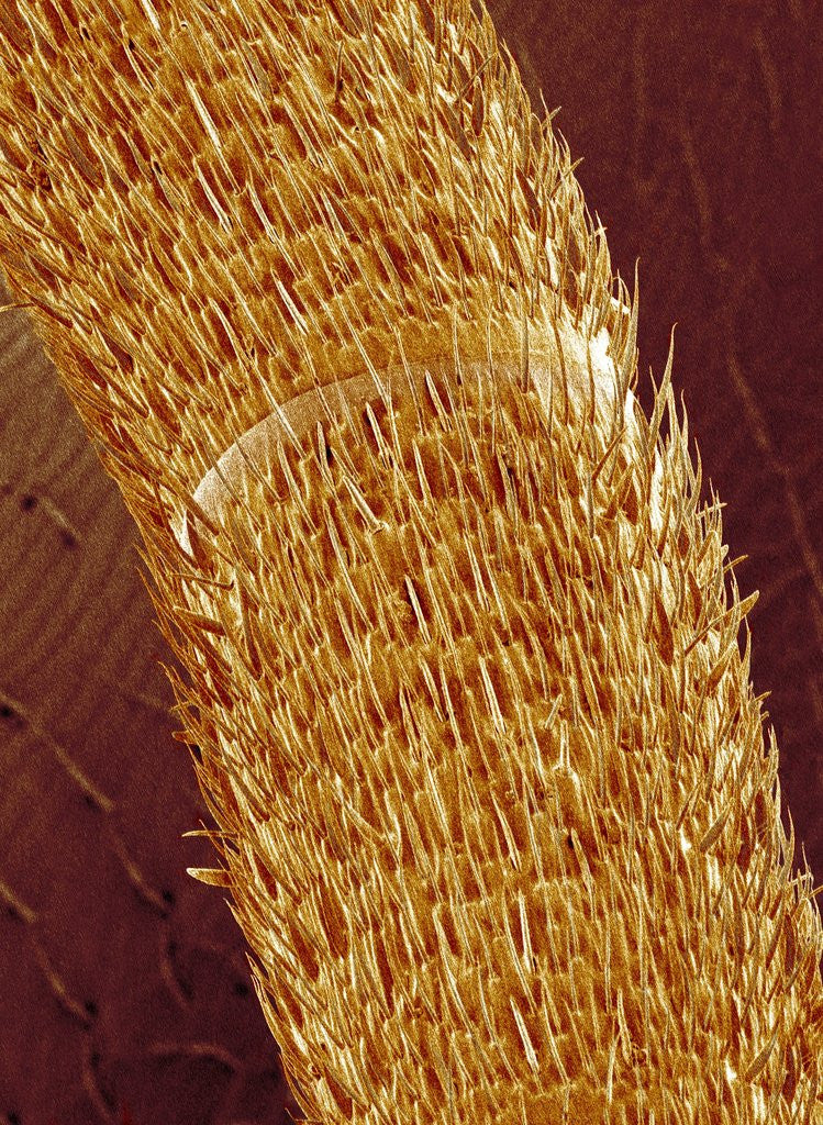 Detail of Antenna of ant by Anonymous