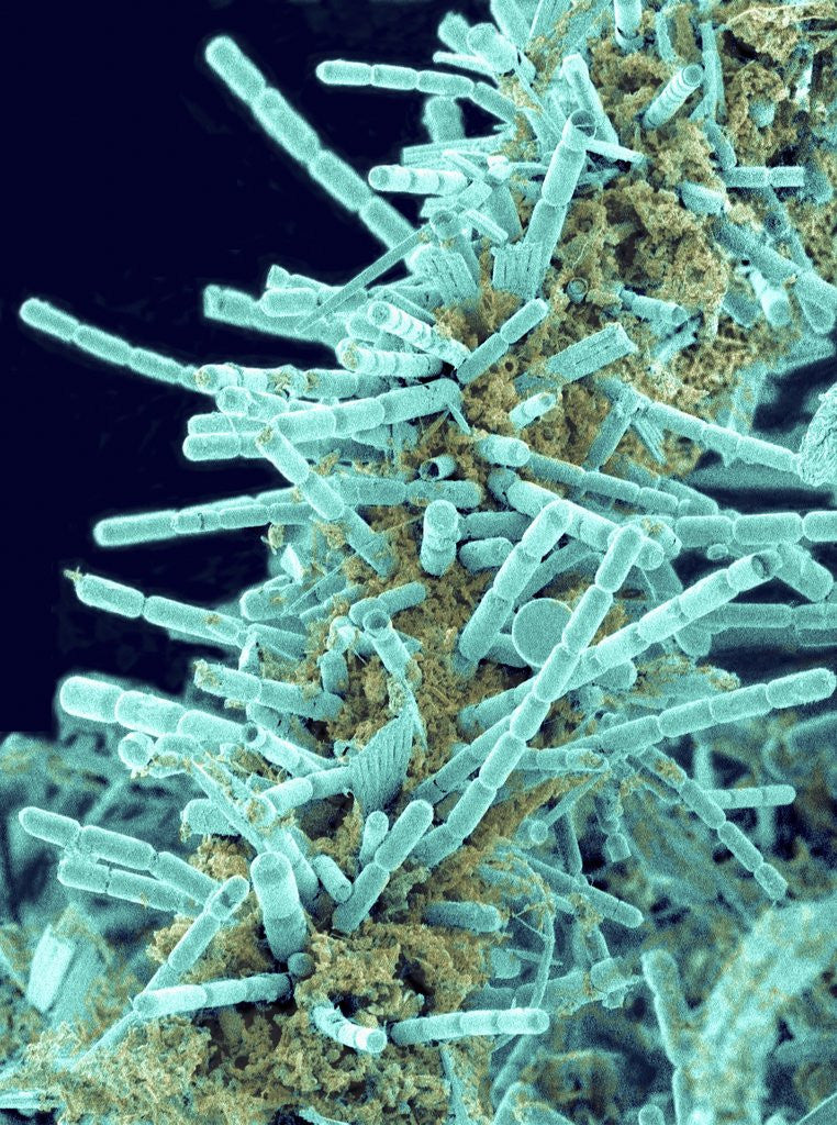 Detail of Marine Diatom by Anonymous