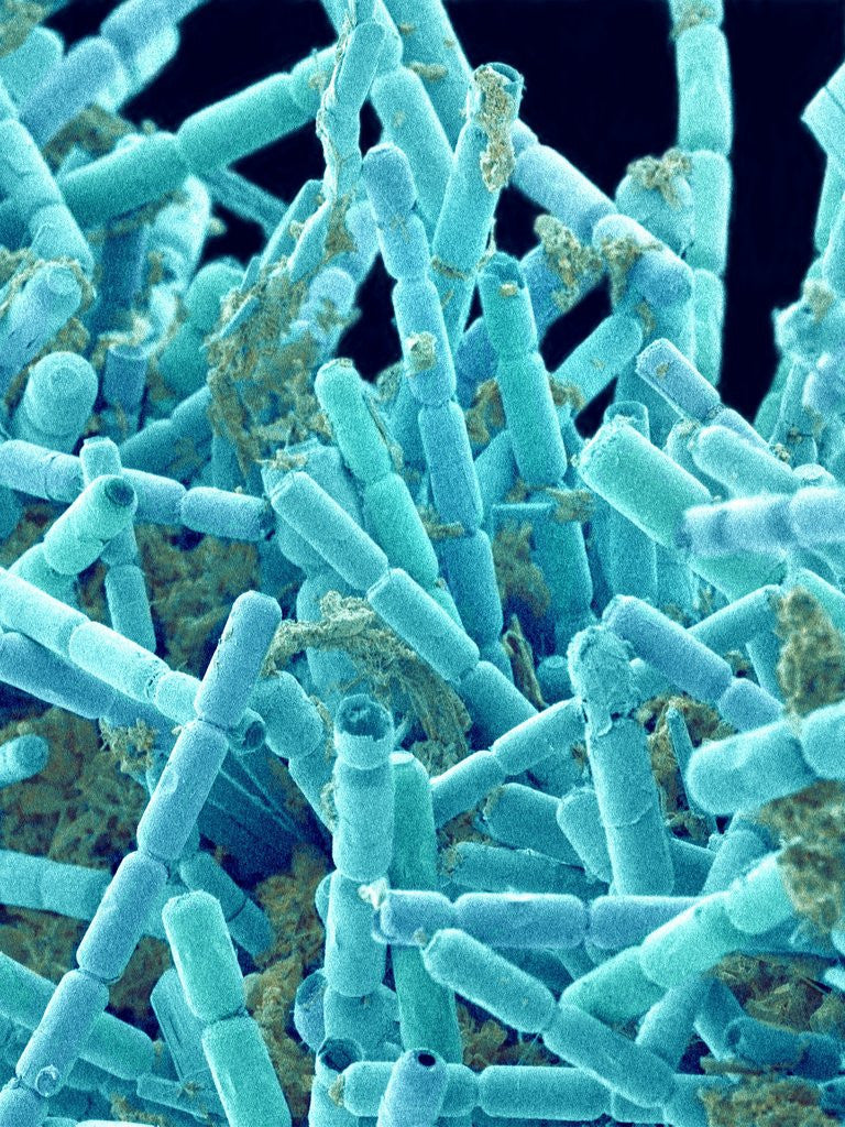 Detail of Marine Diatom by Anonymous