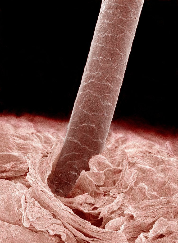 Detail of Human hair by Anonymous