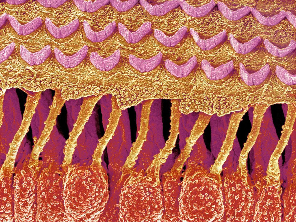 Detail of Sensory hair of inner ear (rat) by Anonymous
