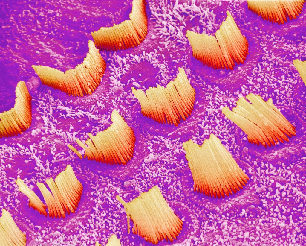 Detail of Sensory hair of inner ear (rat) by Anonymous