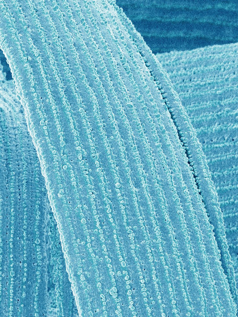 Detail of Lens fiber of eye (rabbit) by Anonymous