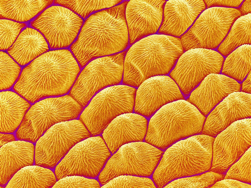 Detail of Chrysanthemum petal by Corbis