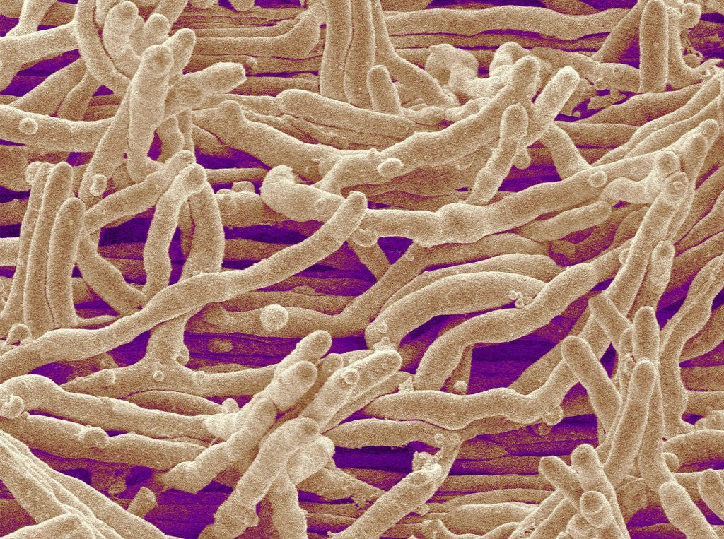 Detail of Mycelium of Mushroom by Anonymous