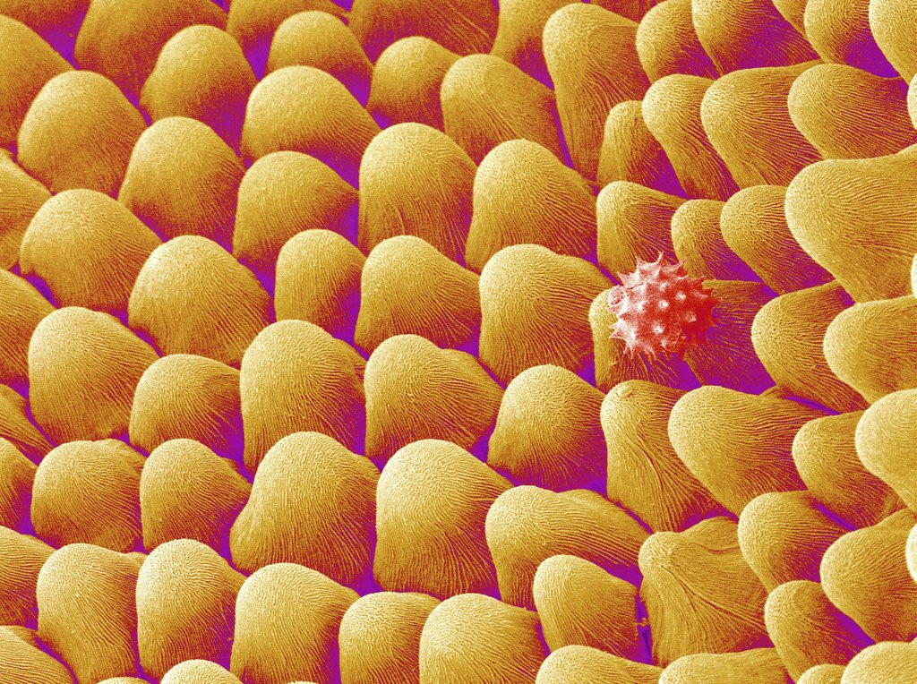 Detail of Chrysanthemum petal by Anonymous