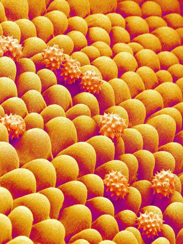 Detail of Chrysanthemum petal by Anonymous