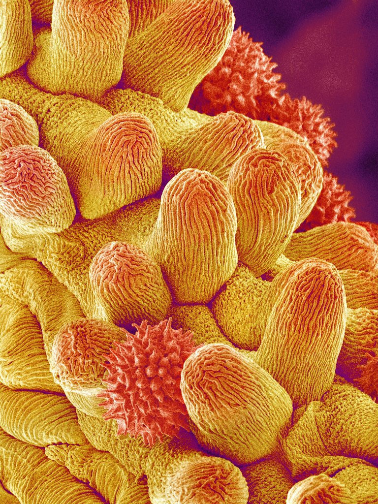 Detail of Chrysanthemum petal by Anonymous