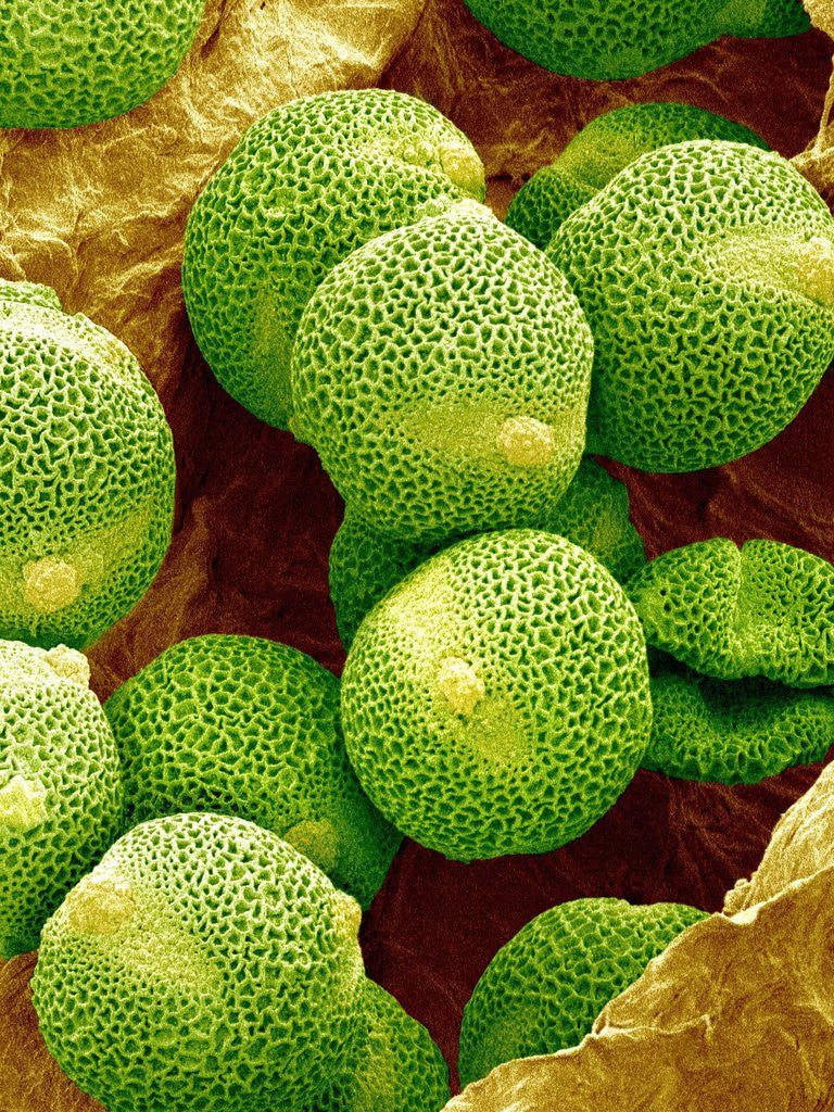 Detail of Pollen of Melon by Anonymous