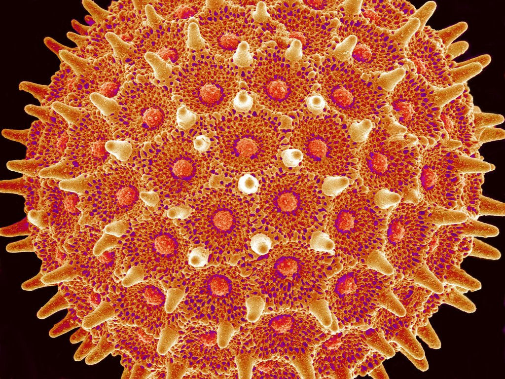 Detail of Pollen on pistel of Morning glory by Anonymous