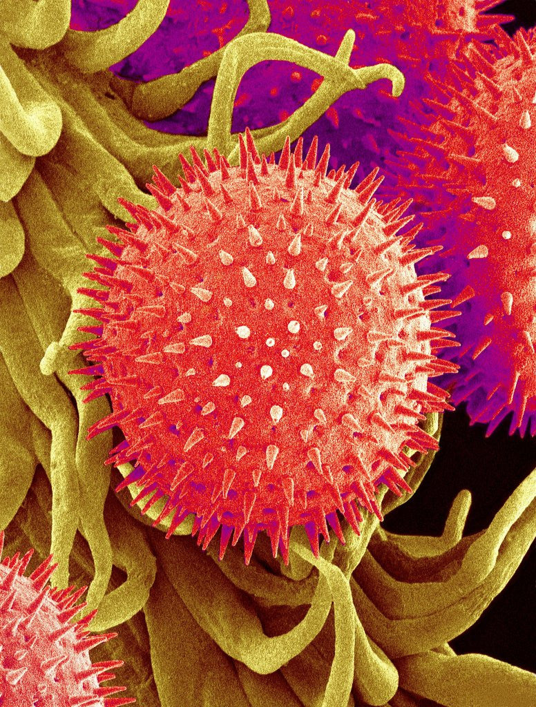 Detail of Pollen on Pistil of Mallow by Anonymous