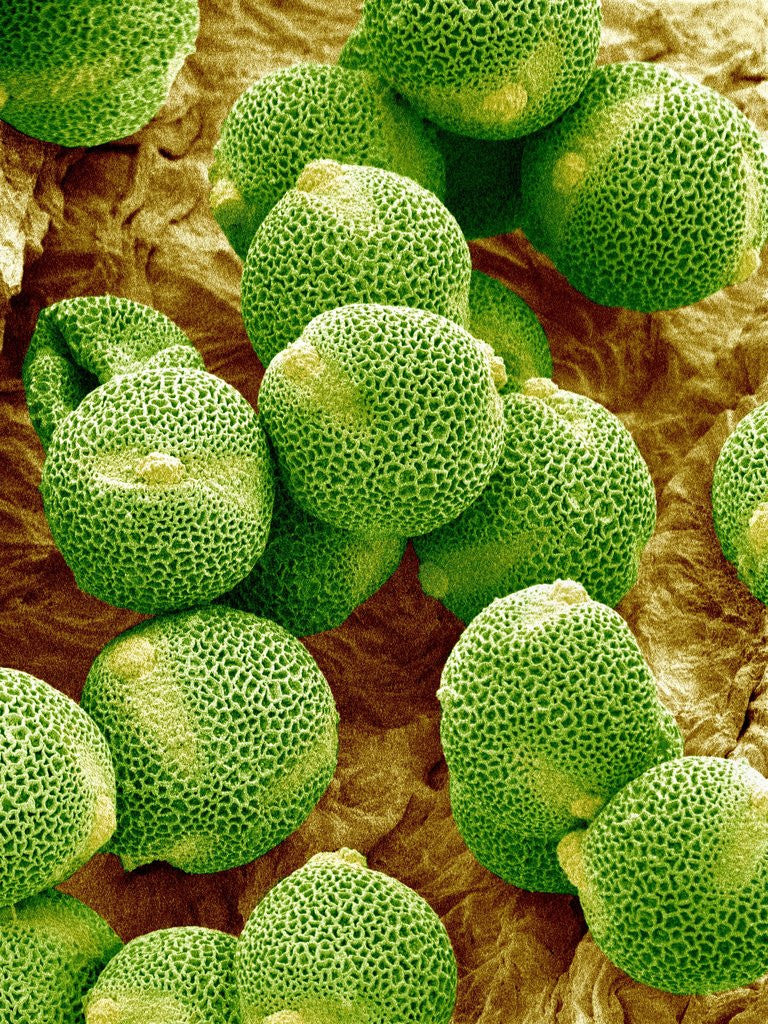 Detail of Pollen of Melon by Anonymous